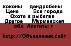 коконы    дендробены › Цена ­ 25 - Все города Охота и рыбалка » Другое   . Мурманская обл.,Апатиты г.